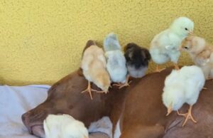 Influenciadora viraliza ao mostrar paz entre pintinhos ‘órfãos’ e pitbull