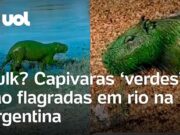 Capivaras ‘verdes’ são flagradas em rio na Argentina e fenômeno gera preocupação