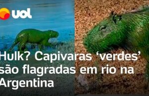 Capivaras ‘verdes’ são flagradas em rio na Argentina e fenômeno gera preocupação