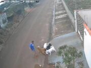 Vídeo mostra momento em que tutor incentiva cães a atacarem gato na rua