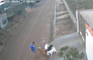 Vídeo mostra momento em que tutor incentiva cães a atacarem gato na rua