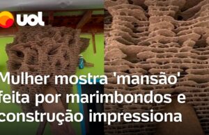 Marimbondos constroem ‘mansão’ de 66 andares em curral e construção impressiona