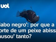 ‘Diabo negro’: por que a morte de peixe abissal causou tanto? entenda