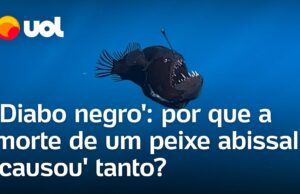‘Diabo negro’: por que a morte de peixe abissal causou tanto? entenda