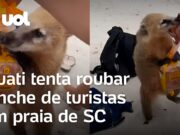 Quati briga com turista e disputa pacote de sanduíches em praia de Santa Catarina