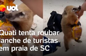 Quati briga com turista e disputa pacote de sanduíches em praia de Santa Catarina