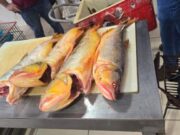 Feirante do Mercado do Porto é preso com meia tonelada de pescado irregular
