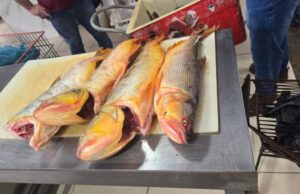 Feirante do Mercado do Porto é preso com meia tonelada de pescado irregular