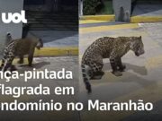 Onça-pintada é flagrada tentando pular portão para entrar em condomínio no Maranhão