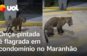 Onça-pintada é flagrada tentando pular portão para entrar em condomínio no Maranhão