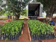 Governo de MT distribui 170 mil mudas cítricas para pequenos produtores de 47 municípios