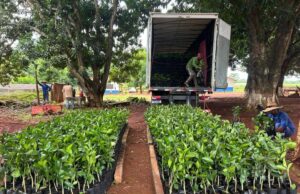 Governo de MT distribui 170 mil mudas cítricas para pequenos produtores de 47 municípios