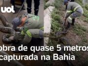 Sucuri resgatada perto de rede de esgoto pesava cerca de 60 kg