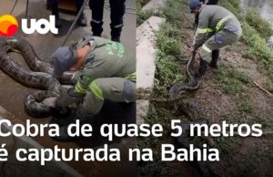 Sucuri resgatada perto de rede de esgoto pesava cerca de 60 kg