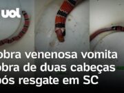 Cobra venenosa come e depois vomita cobra de duas cabeças em SC; veja