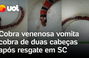 Cobra venenosa come e depois vomita cobra de duas cabeças em SC; veja