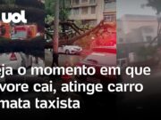 Árvore com mais de 200 anos cai, atinge carro e mata taxista; vídeo flagra momento