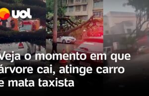 Árvore com mais de 200 anos cai, atinge carro e mata taxista; vídeo flagra momento
