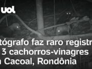 Fotógrafo faz raro registro de 3 cachorros-vinagres em Cacoal, Rondônia