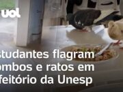 Estudantes flagram pombos e ratos em refeitório da Unesp; veja