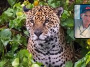 Pesquisador afirma que ataque de onça é raro e deixa alerta sobre linha de segurança entre humanos e animais