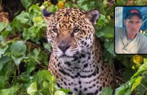 Pesquisador afirma que ataque de onça é raro e deixa alerta sobre linha de segurança entre humanos e animais