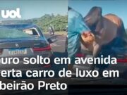 BMW atingida por touro tem perda total: vídeo mostra animal em fuga