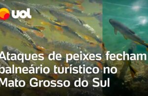 Ataques de peixes interditam famoso balneário de Bonito (MS); banhista perde dedo