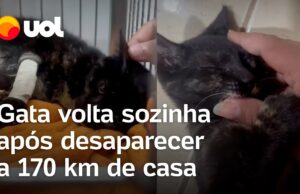 Gata que desapareceu a 170 km de casa retorna sozinha após 3 meses