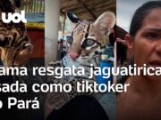 Jaguatirica criada como pet e usada como ‘tiktoker’ é resgatada pelo Ibama