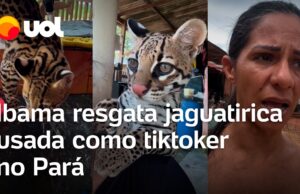 Jaguatirica criada como pet e usada como ‘tiktoker’ é resgatada pelo Ibama