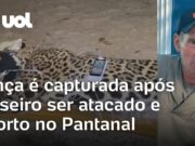 Onça que atacou e matou caseiro é capturada no Pantanal; animal pesa 94 quilos