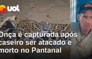 Onça que atacou e matou caseiro é capturada no Pantanal; animal pesa 94 quilos