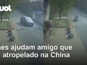 Vira-latas salvam cachorrinho que foi atropelado por carro na China e vídeo viraliza