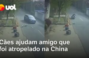 Vira-latas salvam cachorrinho que foi atropelado por carro na China e vídeo viraliza