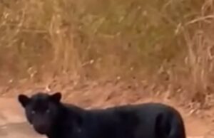 Vídeo flagra ‘onça-preta’ e pintada ‘namorando’ em cativeiro; veja