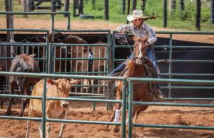 12ª Semana do Cavalo começa hoje, confira programação completa