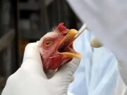 Gripe aviária; zootecnista aponta sintomas em aves que exigem atenção imediata dos produtores