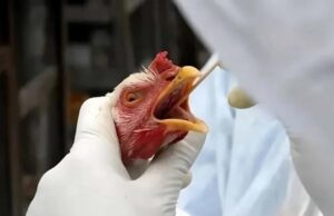 Gripe aviária; zootecnista aponta sintomas em aves que exigem atenção imediata dos produtores