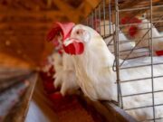 Exame descarta possível caso de gripe aviária em cidade no interior de MT