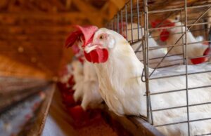 Exame descarta possível caso de gripe aviária em cidade no interior de MT