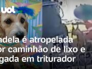 Cadela é atropelada e jogada em triturador de caminhão de lixo no Paraná