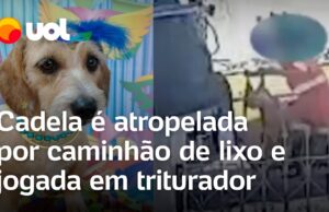 Cadela é atropelada e jogada em triturador de caminhão de lixo no Paraná