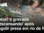 Sucuri é gravada ‘descansando’ após engolir ‘banquete’ em rio de MS