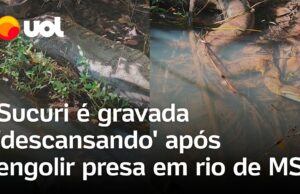 Sucuri é gravada ‘descansando’ após engolir ‘banquete’ em rio de MS