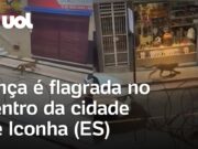 Onça é capturada dentro de garagem de prédio após ser flagrada circulando em cidade do ES