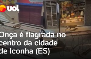 Onça é capturada dentro de garagem de prédio após ser flagrada circulando em cidade do ES