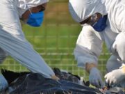 MT registra duas suspeitas de gripe aviária em humanos; 9 pessoas monitoradas