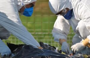 MT registra duas suspeitas de gripe aviária em humanos; 9 pessoas monitoradas