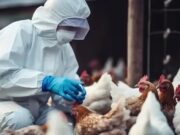 México reduz ao Rio Grande do Sul restrições à carne de frango brasileira